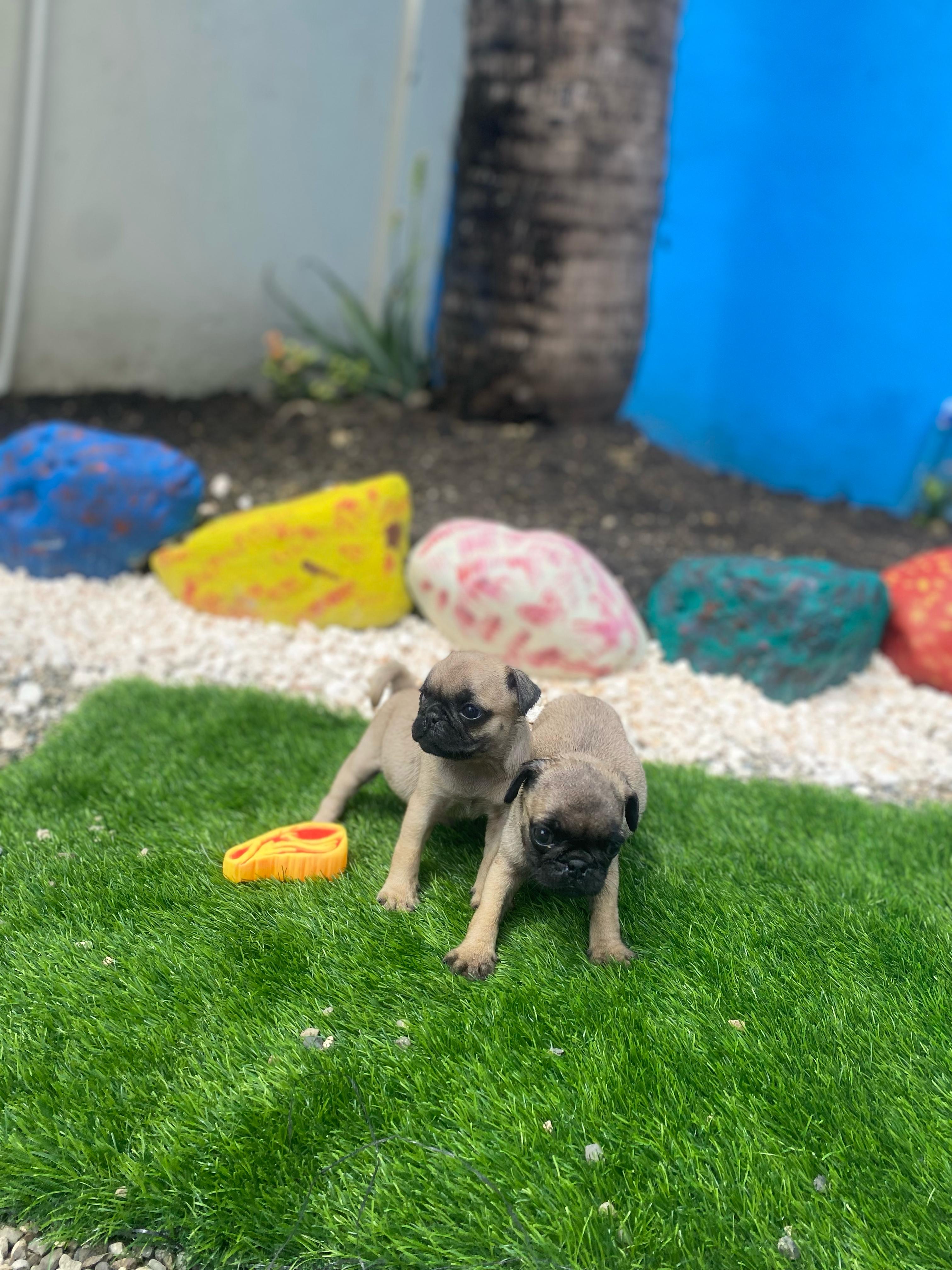 Pug Ambos Sexos  Foto 7272222-2.jpg