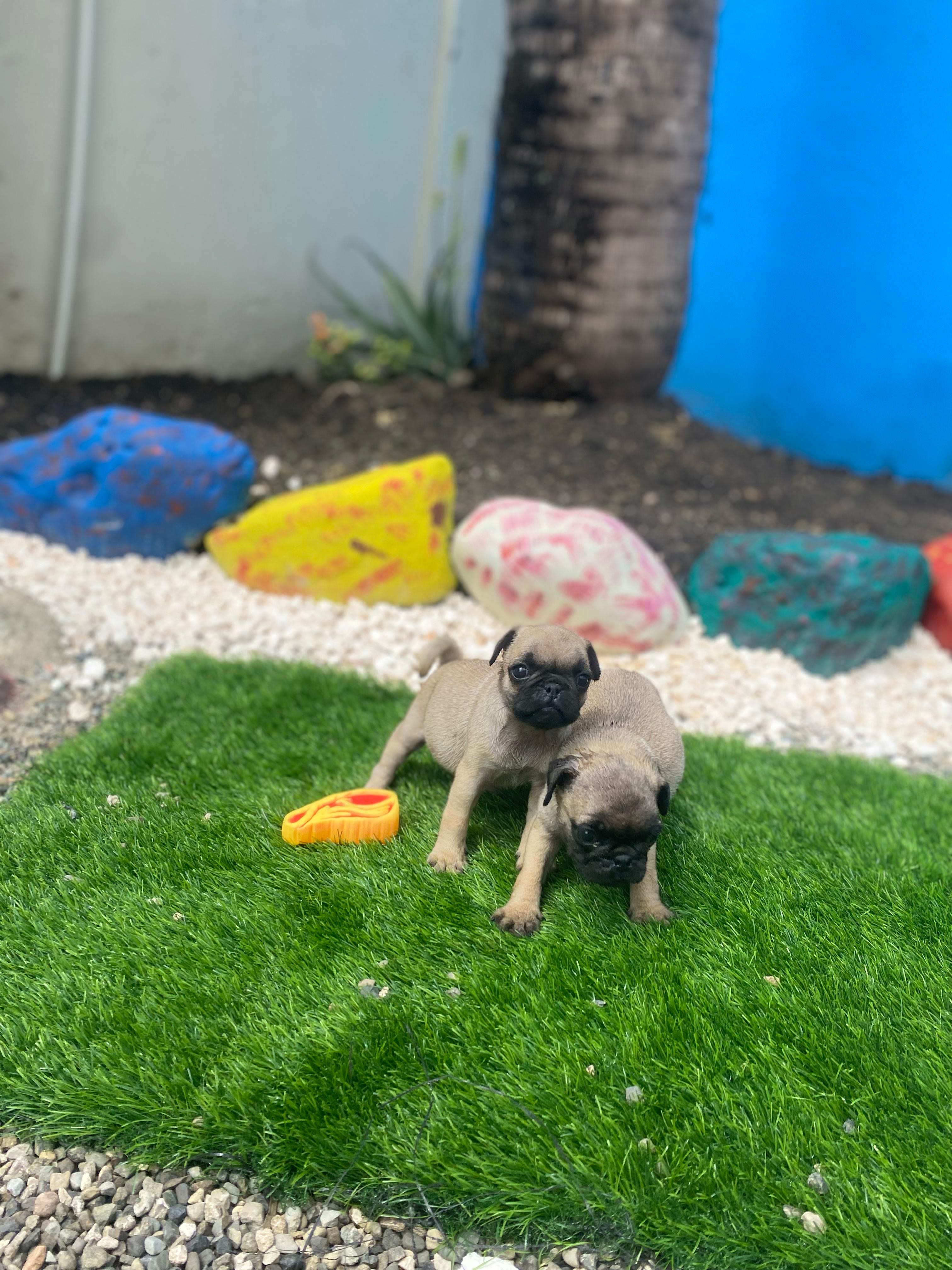 Pug Ambos Sexos  Foto 7272222-3.jpg