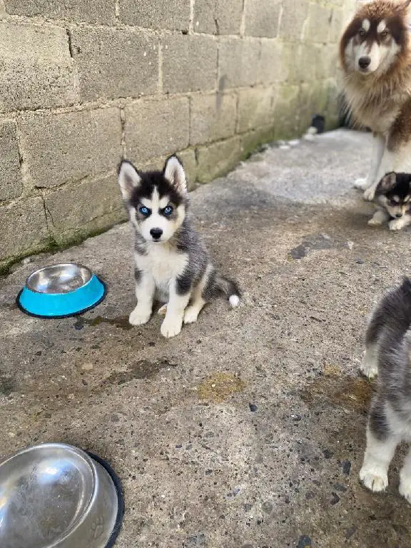 OFERTA CACHORRO HUSKY AMBOS SEXO SANTO DOMINGO Y VACUNADO Foto 7272308-1.jpg