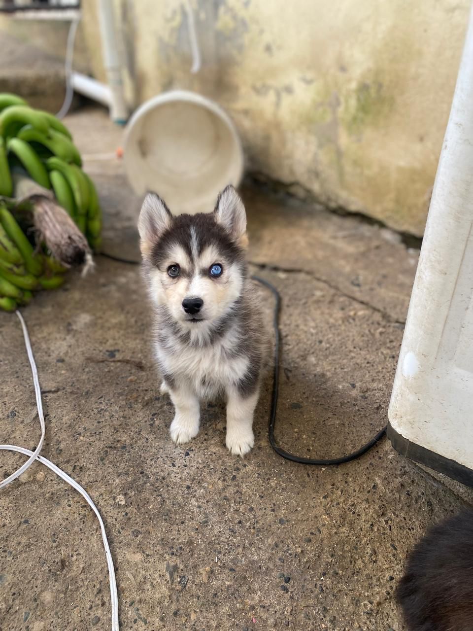 OFERTA CACHORRO HUSKY AMBOS SEXO SANTO DOMINGO Y VACUNADO Foto 7272308-2.jpg