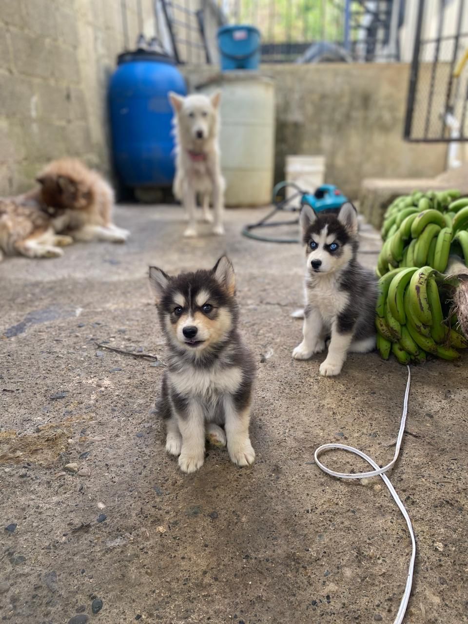 OFERTA CACHORRO HUSKY AMBOS SEXO SANTO DOMINGO Y VACUNADO Foto 7272308-3.jpg