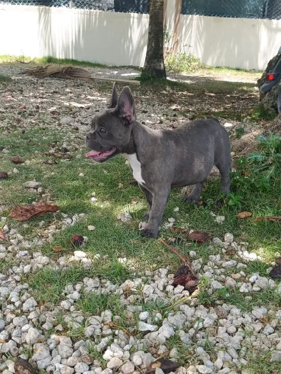 OFERTA CACHORRO BULLDOG FRANCES HEMBRA EN BAVARO Y VACUNADO Foto 7272309-1.jpg