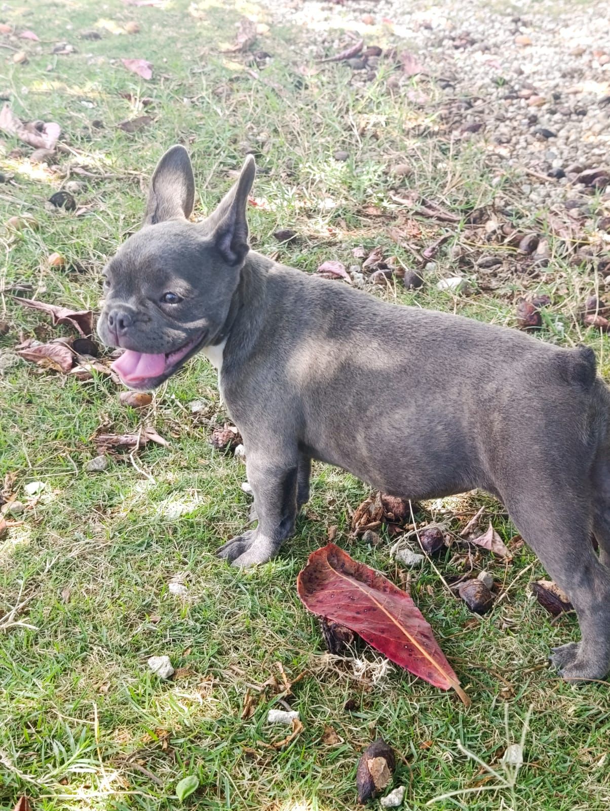OFERTA CACHORRO BULLDOG FRANCES HEMBRA EN BAVARO Y VACUNADO Foto 7272309-2.jpg