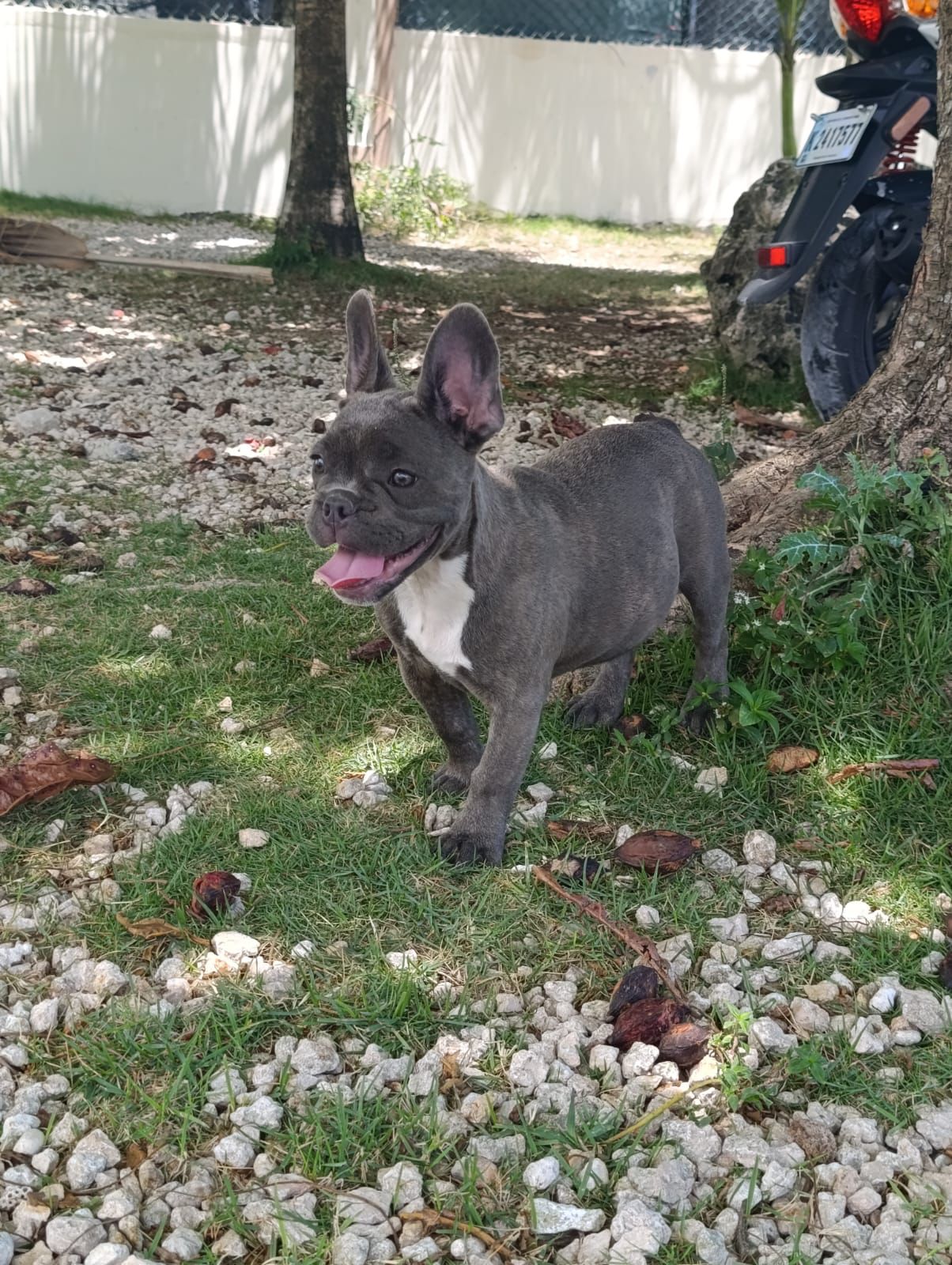 OFERTA CACHORRO BULLDOG FRANCES HEMBRA EN BAVARO Y VACUNADO Foto 7272309-3.jpg