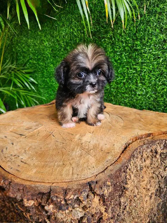OFERTA CACHORRO YORKIEPOO MACHO EN SANTO DOMINGO Y VACUNA  Foto 7272310-1.jpg