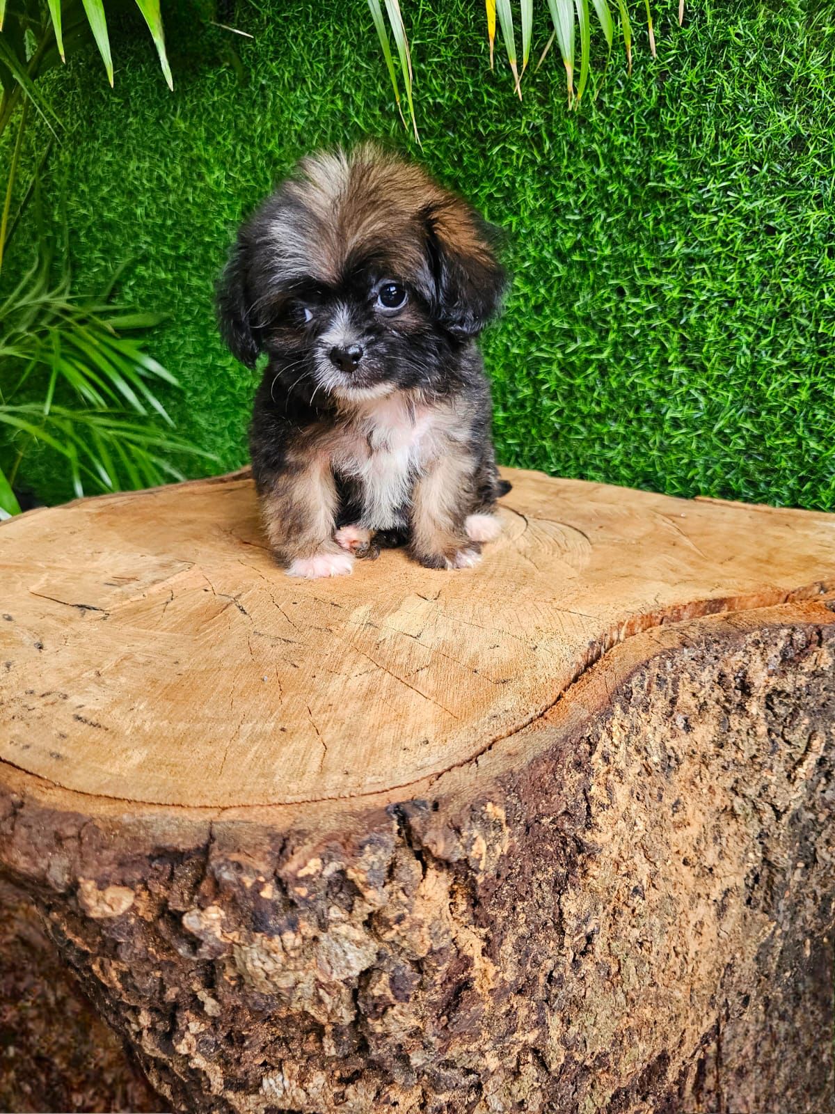 OFERTA CACHORRO YORKIEPOO MACHO EN SANTO DOMINGO Y VACUNA  Foto 7272310-2.jpg