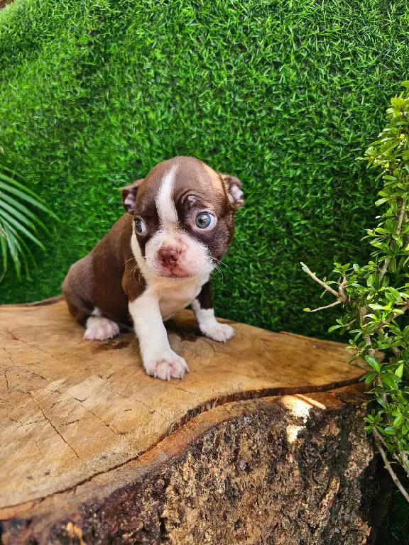 OFERTA CACHORRO BOSTON TERRIER AMBOS SEXO EN SANTO DOMINGO CON SU VACU Foto 7272311-1.jpg