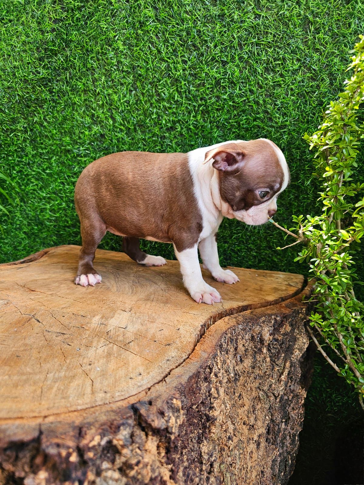 OFERTA CACHORRO BOSTON TERRIER AMBOS SEXO EN SANTO DOMINGO CON SU VACU Foto 7272311-2.jpg