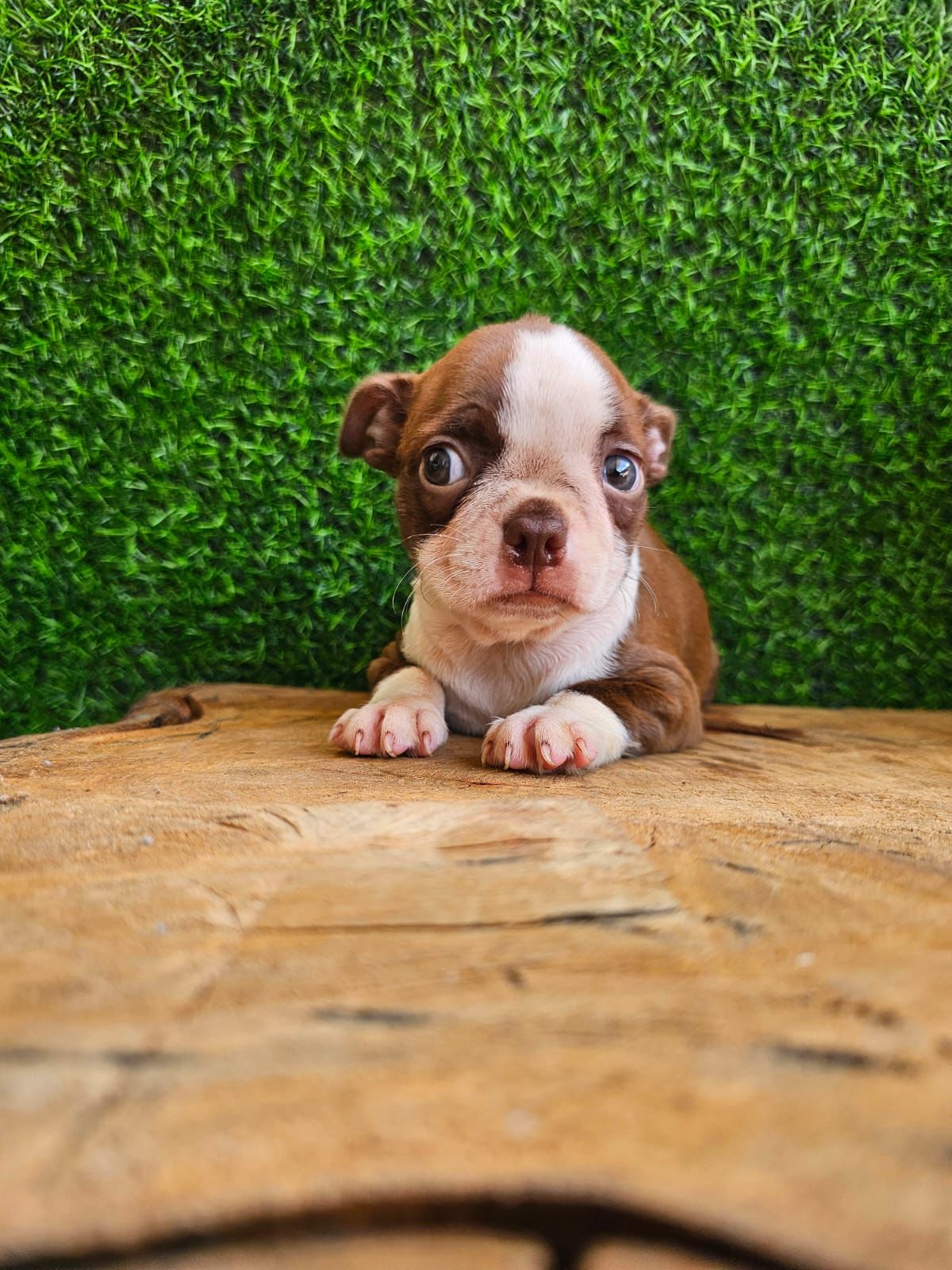 OFERTA CACHORRO BOSTON TERRIER AMBOS SEXO EN SANTO DOMINGO CON SU VACU Foto 7272311-3.jpg