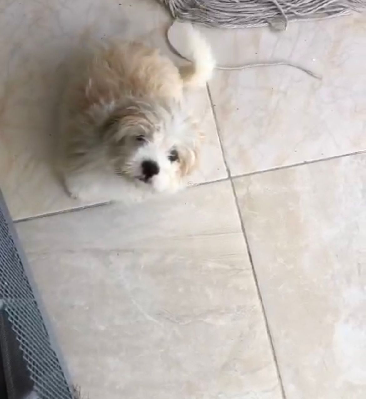 OFERTA CACHORRO SHIPOO MACHO Y HEMBRA EN SANTO DOMINGO VACUNADOS Foto 7272312-2.jpg