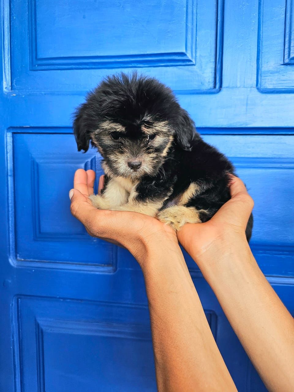 OFERTA CACHORRO SHIPOO MACHO EN SANTO DOMINGO Y TODO AL DIA Foto 7272313-3.jpg