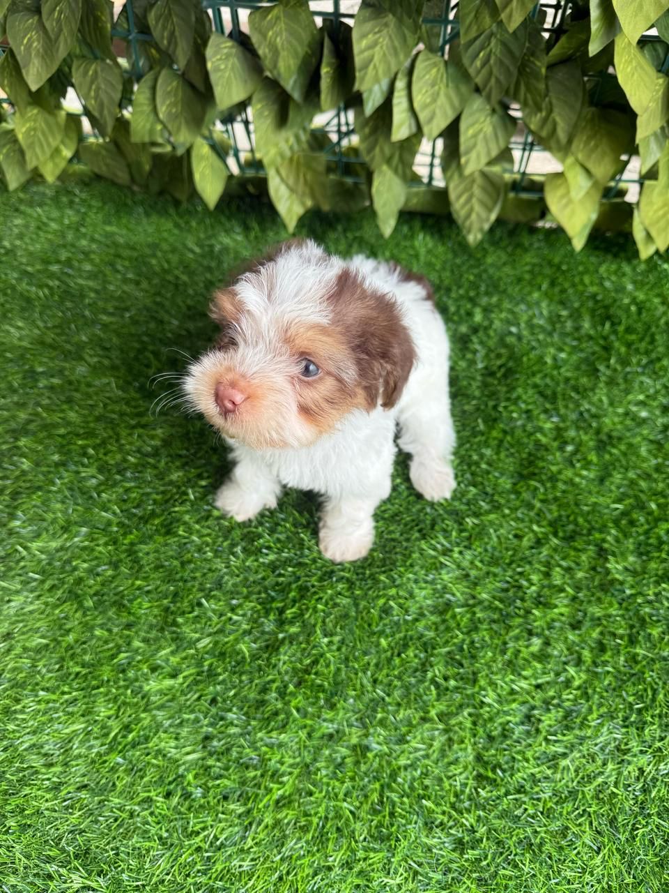 OFERTA CACHORRO SHIPOO HEMBRA EN SANTO DOMINGO CON SU VACUNA AL DIA Foto 7272314-2.jpg
