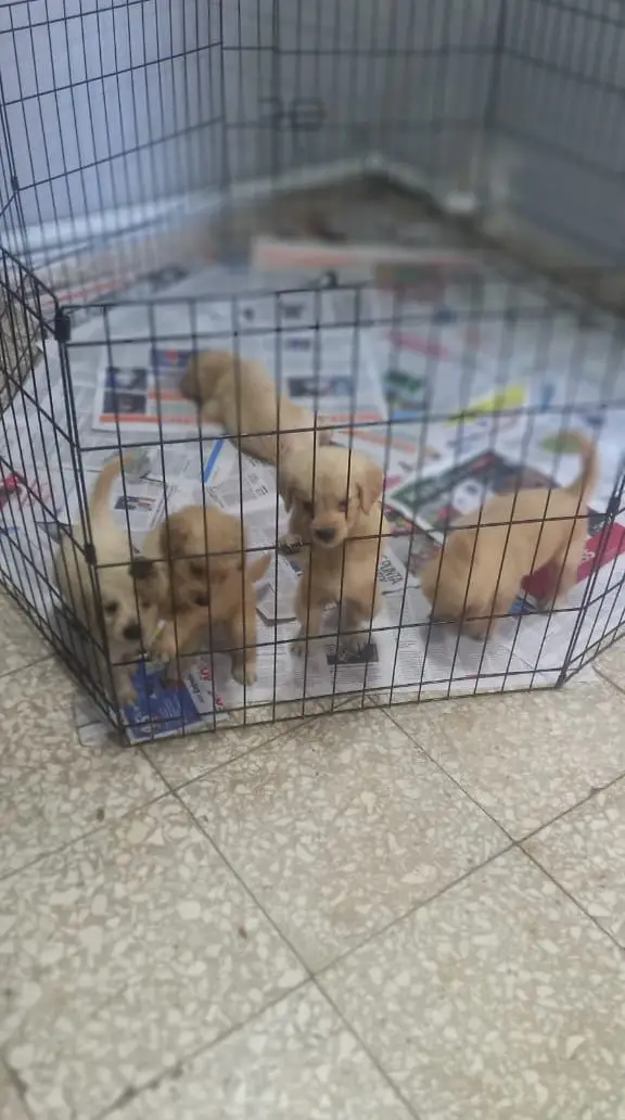 OFERTA CACHORRO GOLDEN RETRIEVER AMBOS SEXO EN SANTO DOMINGO Foto 7272315-2.jpg