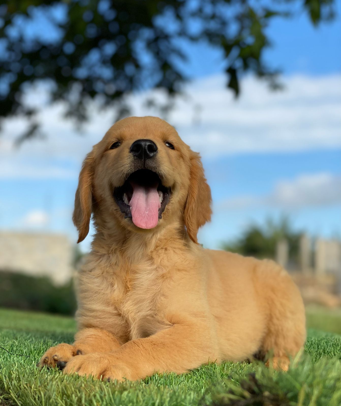 OFERTA CACHORRO GOLDEN RETRIEVER HEMBRA EN SANTO DOMINGO CON SU VACUNA Foto 7272316-1.jpg