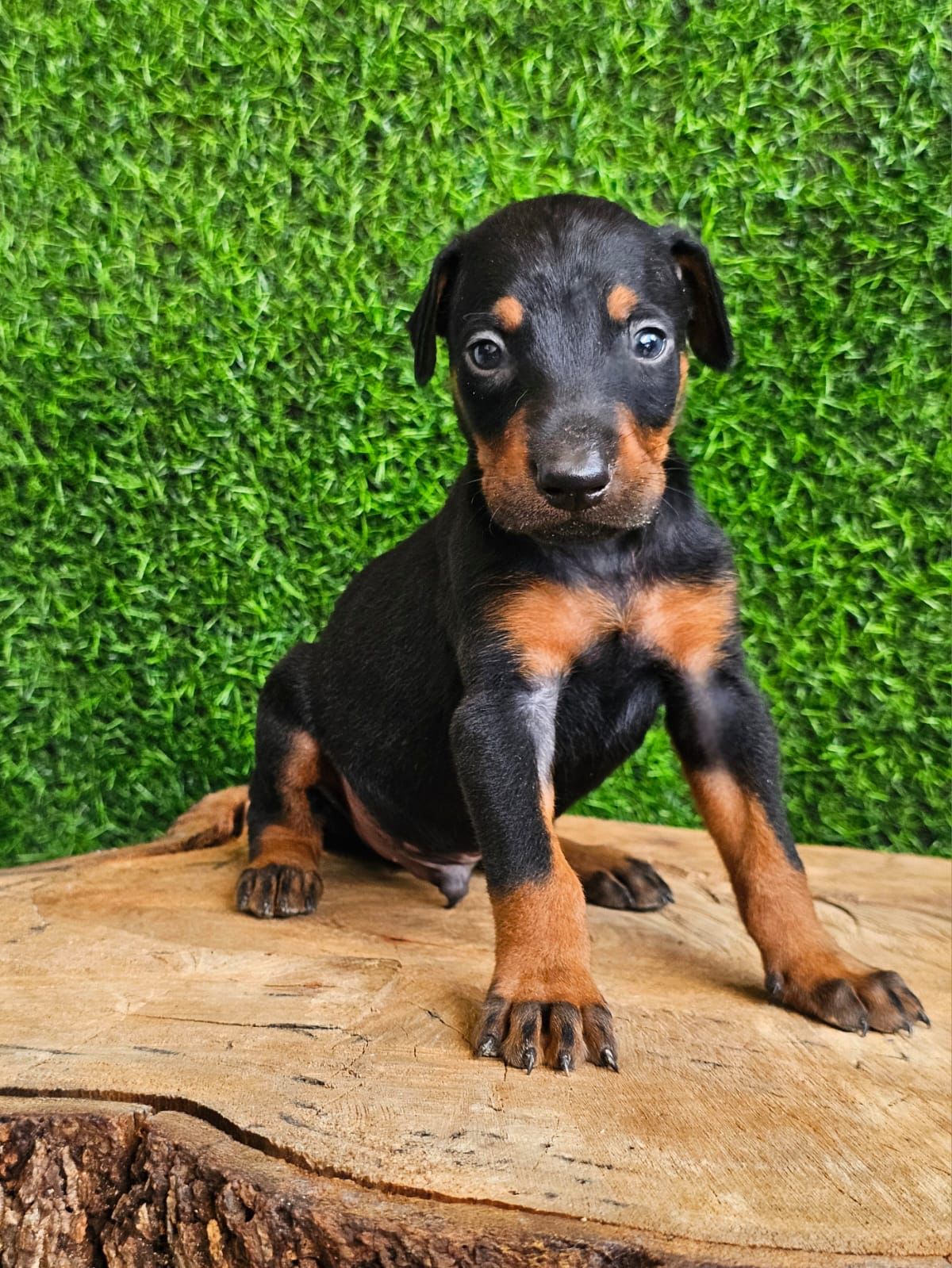 OFERTA CACHORRO DOBERMAN AMBOS SEXO EN SANTO DOMINGO VACUNADOS Foto 7272317-2.jpg