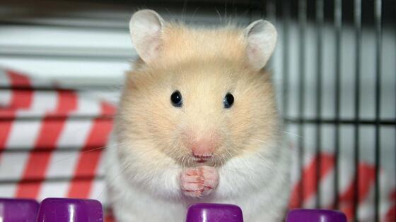 Hamster precios por pares Foto 7272470-2.jpg