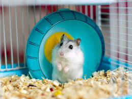 Hamster precios por pares Foto 7272470-3.jpg