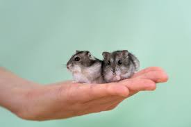Hamster precios por pares Foto 7272470-4.jpg