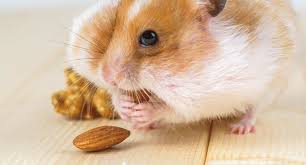 Hamster precios por pares Foto 7272470-5.jpg