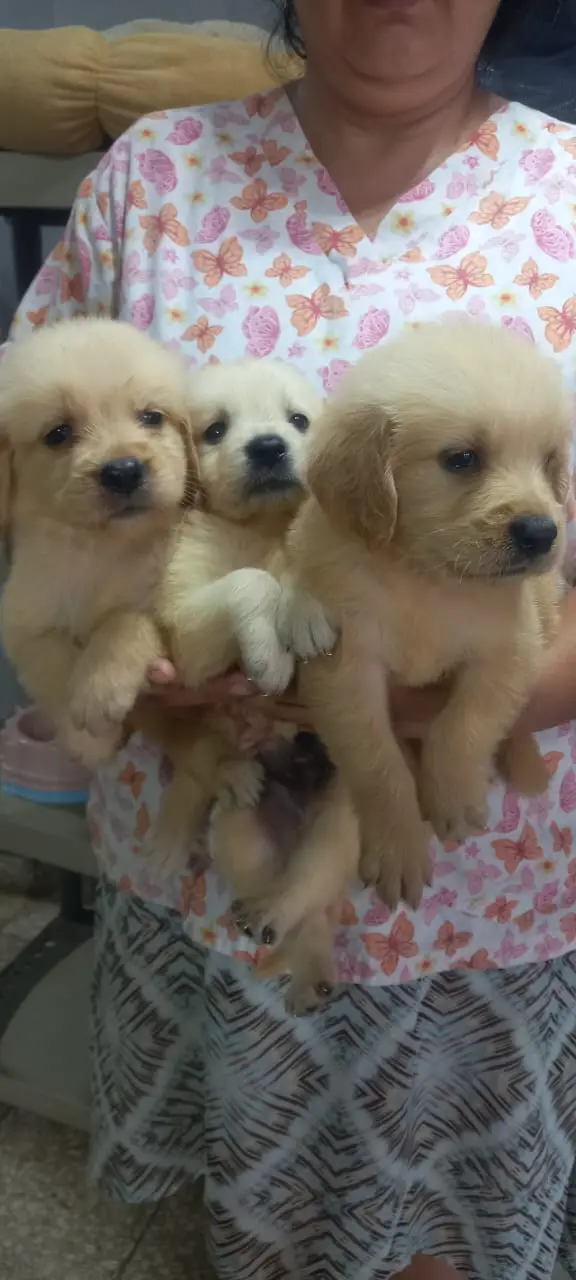 Hermosos Golden Retriver Foto 7272495-2.jpg