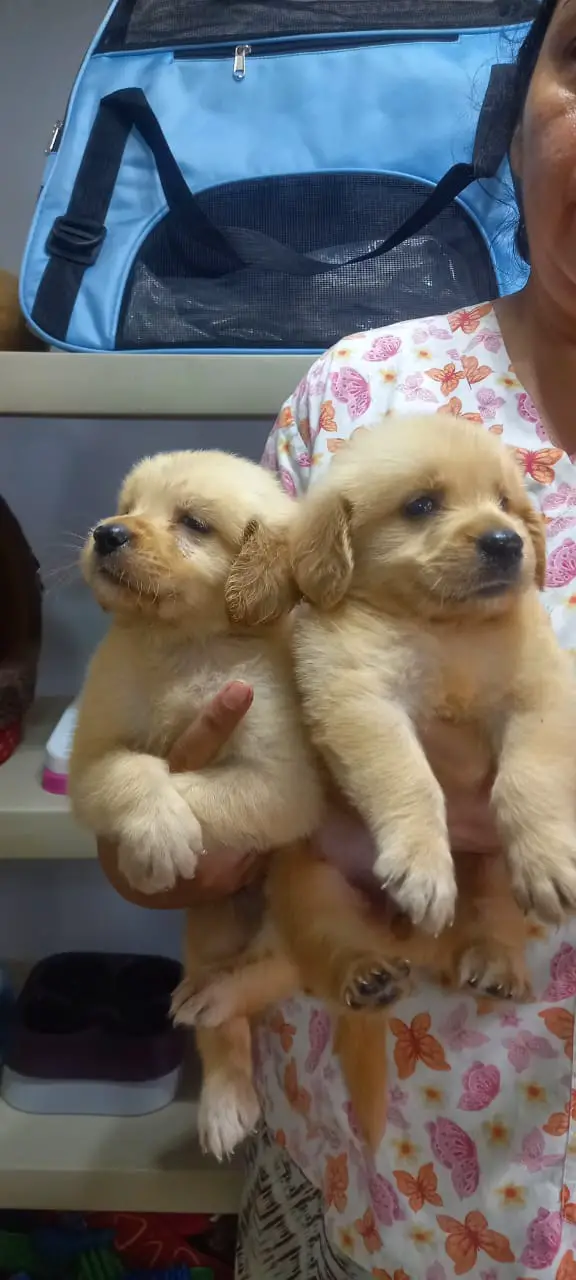Hermosos Golden Retriver Foto 7272495-3.jpg