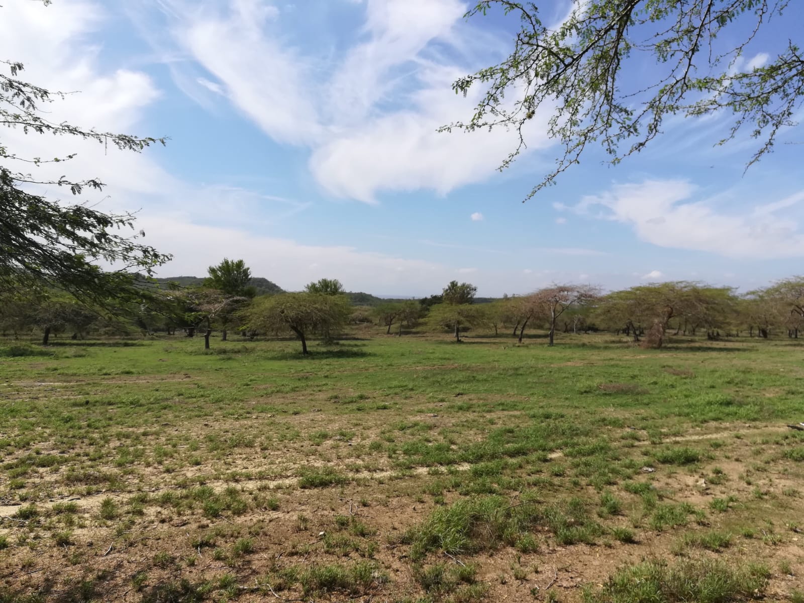 Vendo Terreno de 5000 TAREAS en Guayubin Montecristi para Proyecto de  Foto 7272742-3.jpg