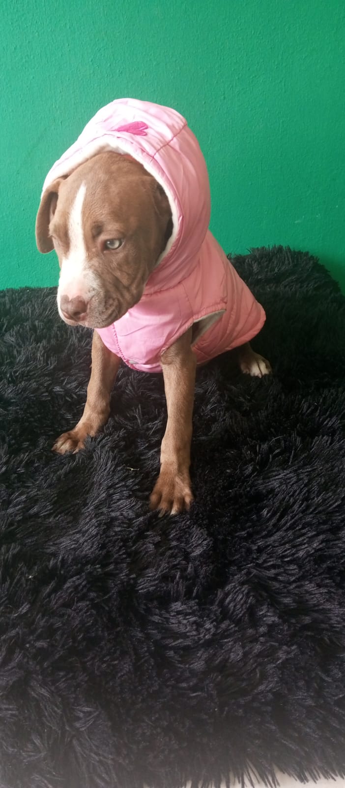 OFERTA CACHORRO PITBULL HEMBRA EN SANTO DOMINGO VACUNADO Foto 7272793-1.jpg