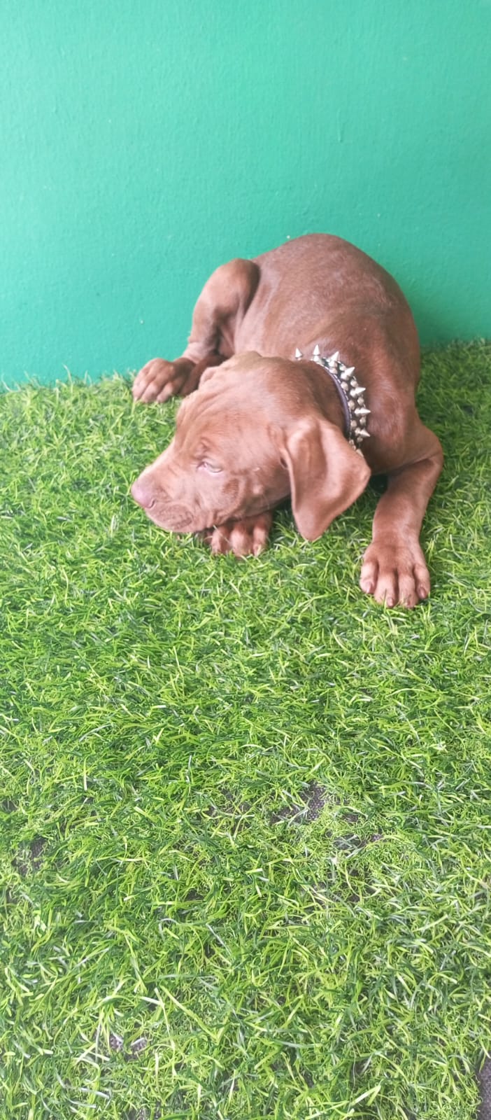 OFERTA CACHORRO PITBULL HEMBRA EN SANTO DOMINGO VACUNADO Foto 7272793-2.jpg