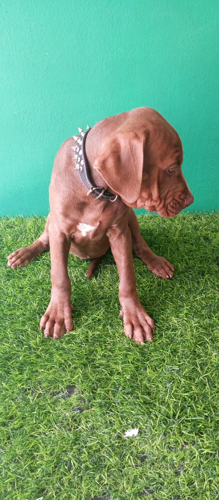 OFERTA CACHORRO PITBULL HEMBRA EN SANTO DOMINGO VACUNADO Foto 7272793-3.jpg