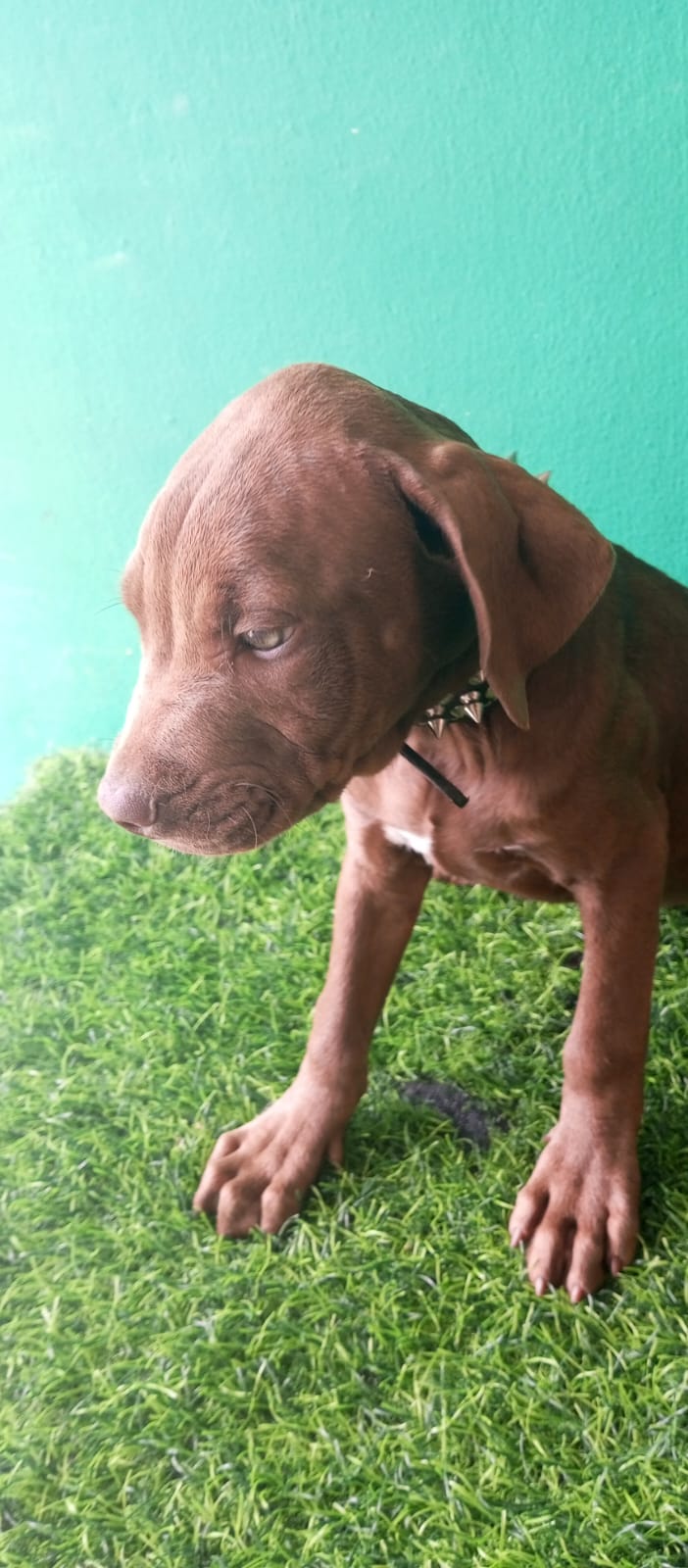 OFERTA CACHORRO PITBULL HEMBRA EN SANTO DOMINGO VACUNADO Foto 7272793-4.jpg