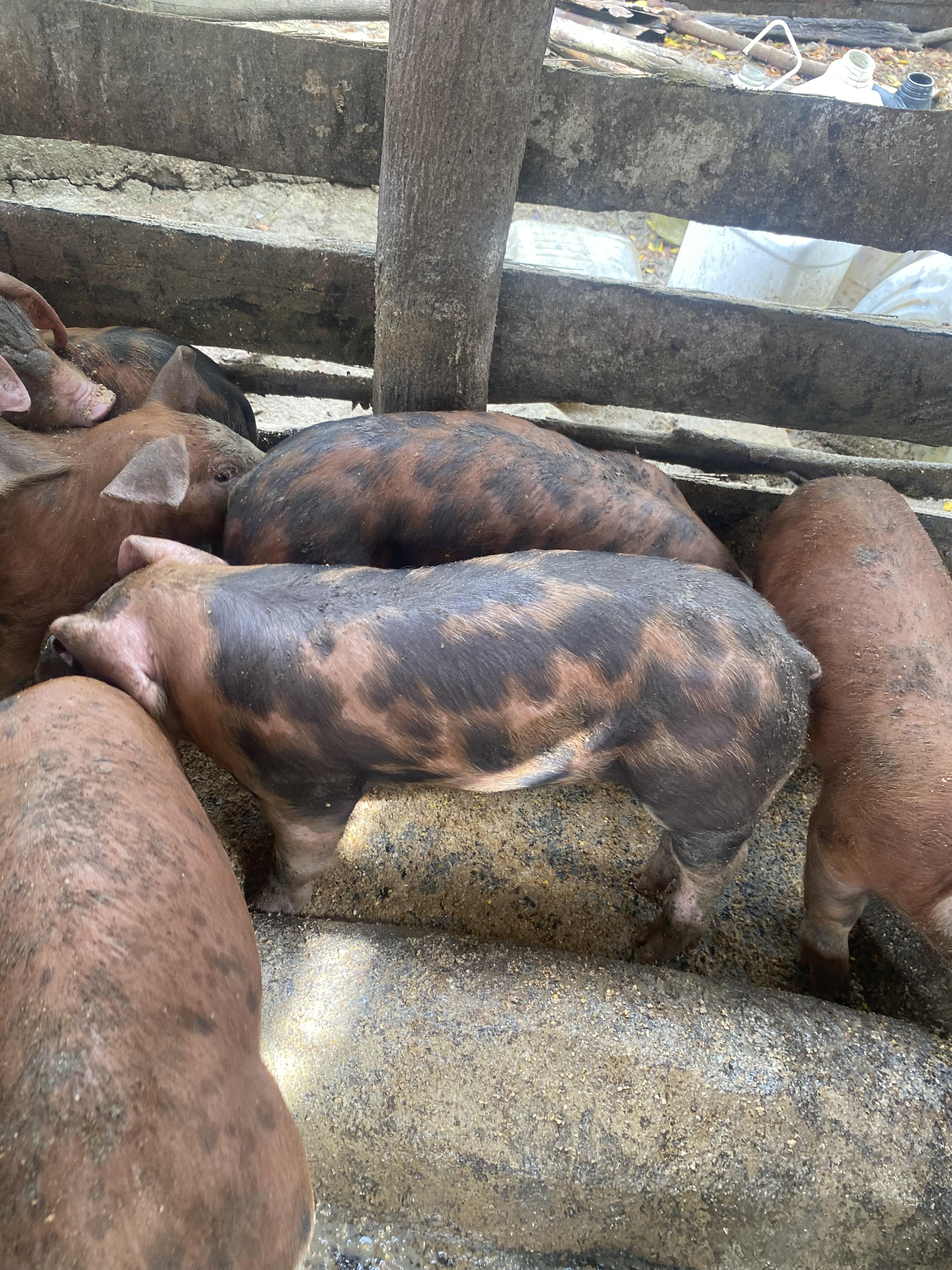 Vendo puerco la destete 9 en Puerto Plata Foto 7272837-2.jpg