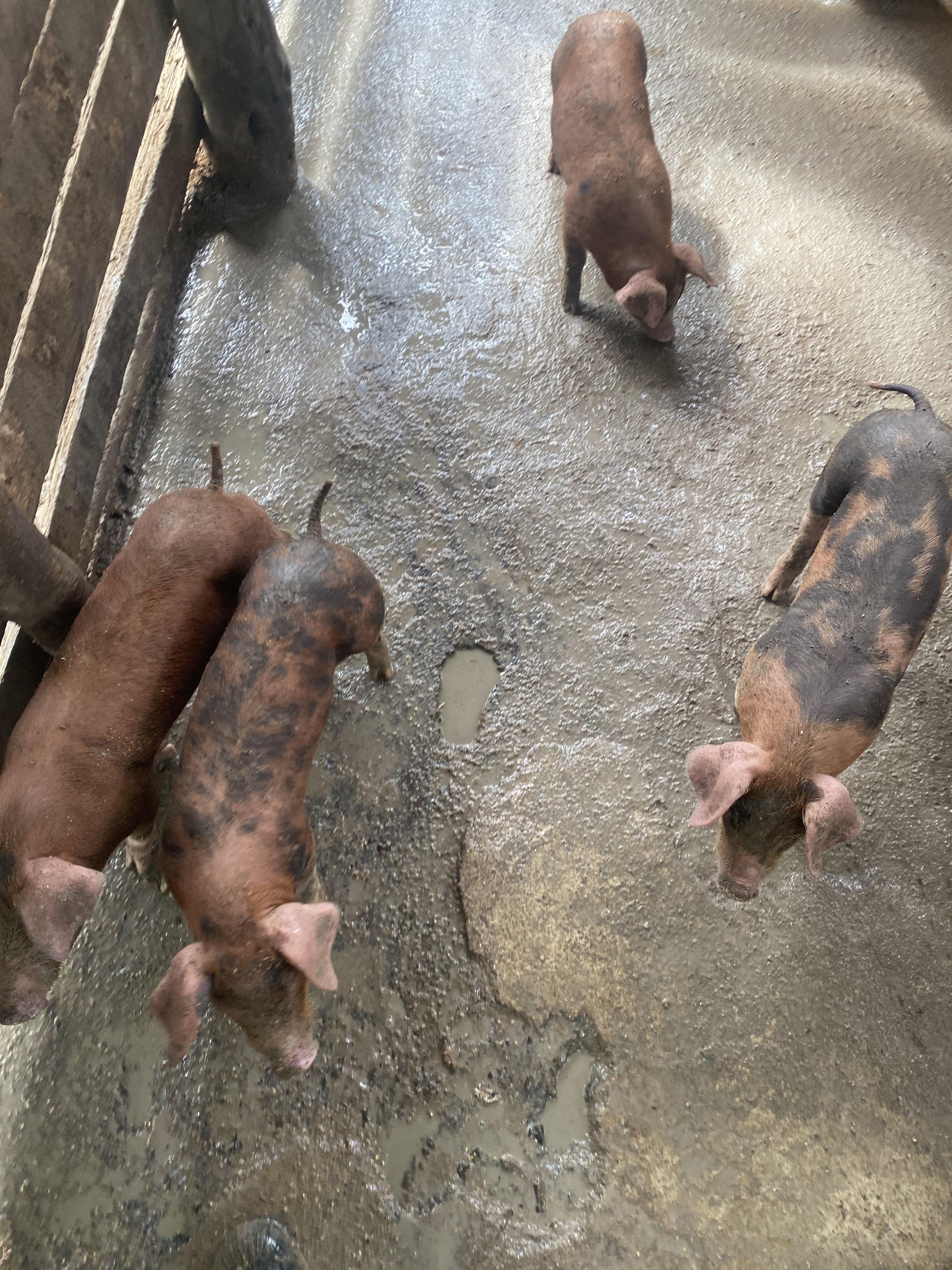 Vendo puerco la destete 9 en Puerto Plata Foto 7272837-3.jpg