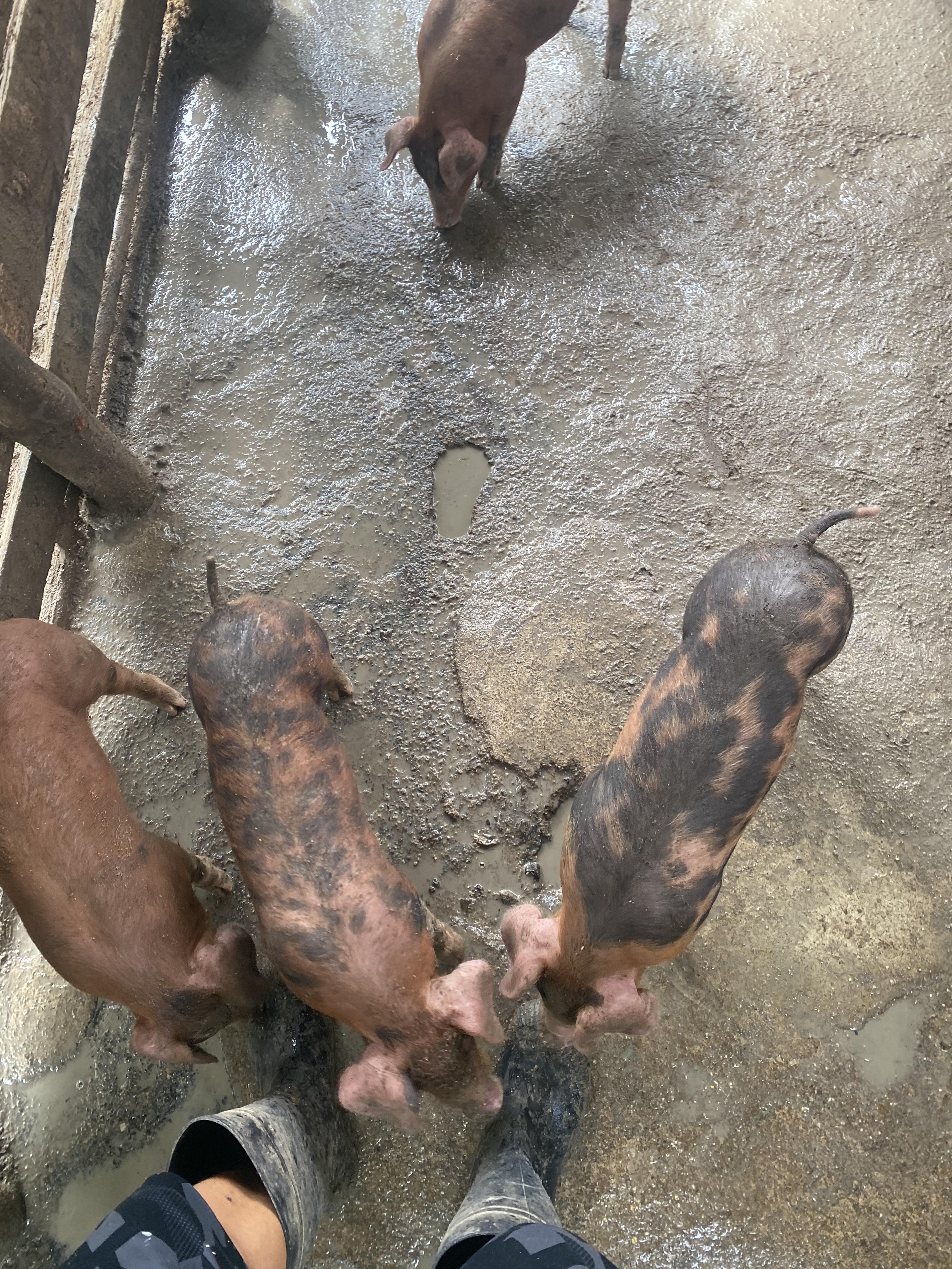 Vendo puerco la destete 9 en Puerto Plata Foto 7272837-4.jpg
