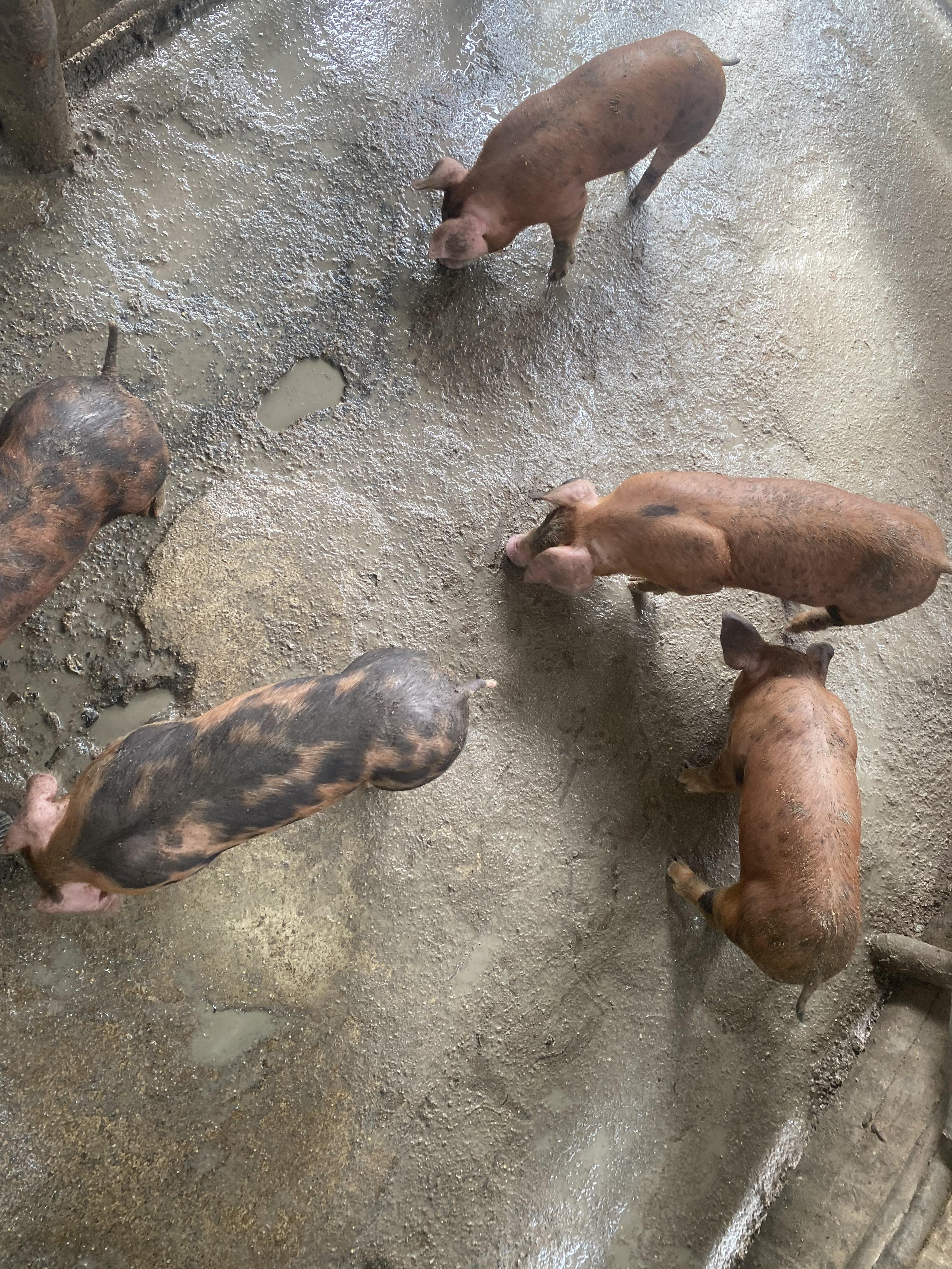 Vendo puerco la destete 9 en Puerto Plata Foto 7272837-5.jpg