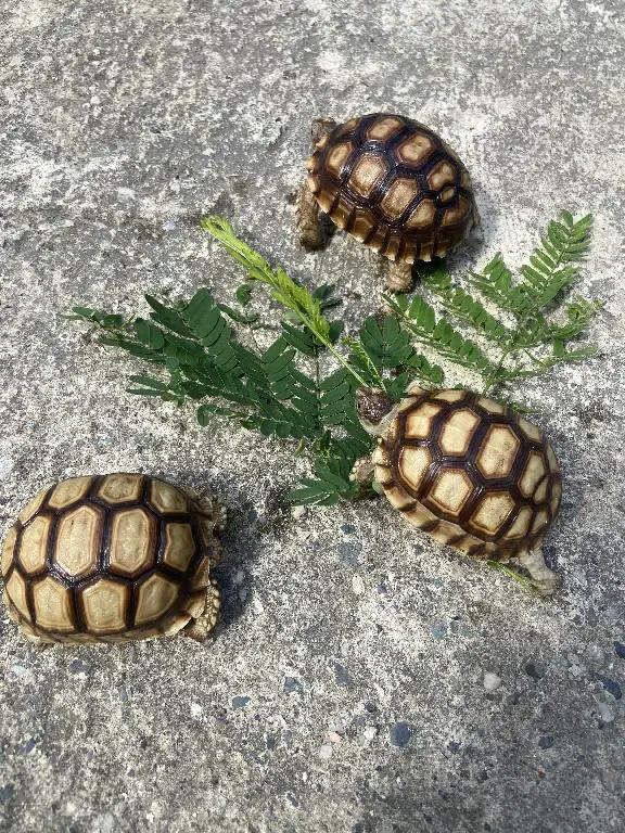 Tortugas Sulcatas  Gigantes una mascota de por vida  Foto 7272868-1.jpg