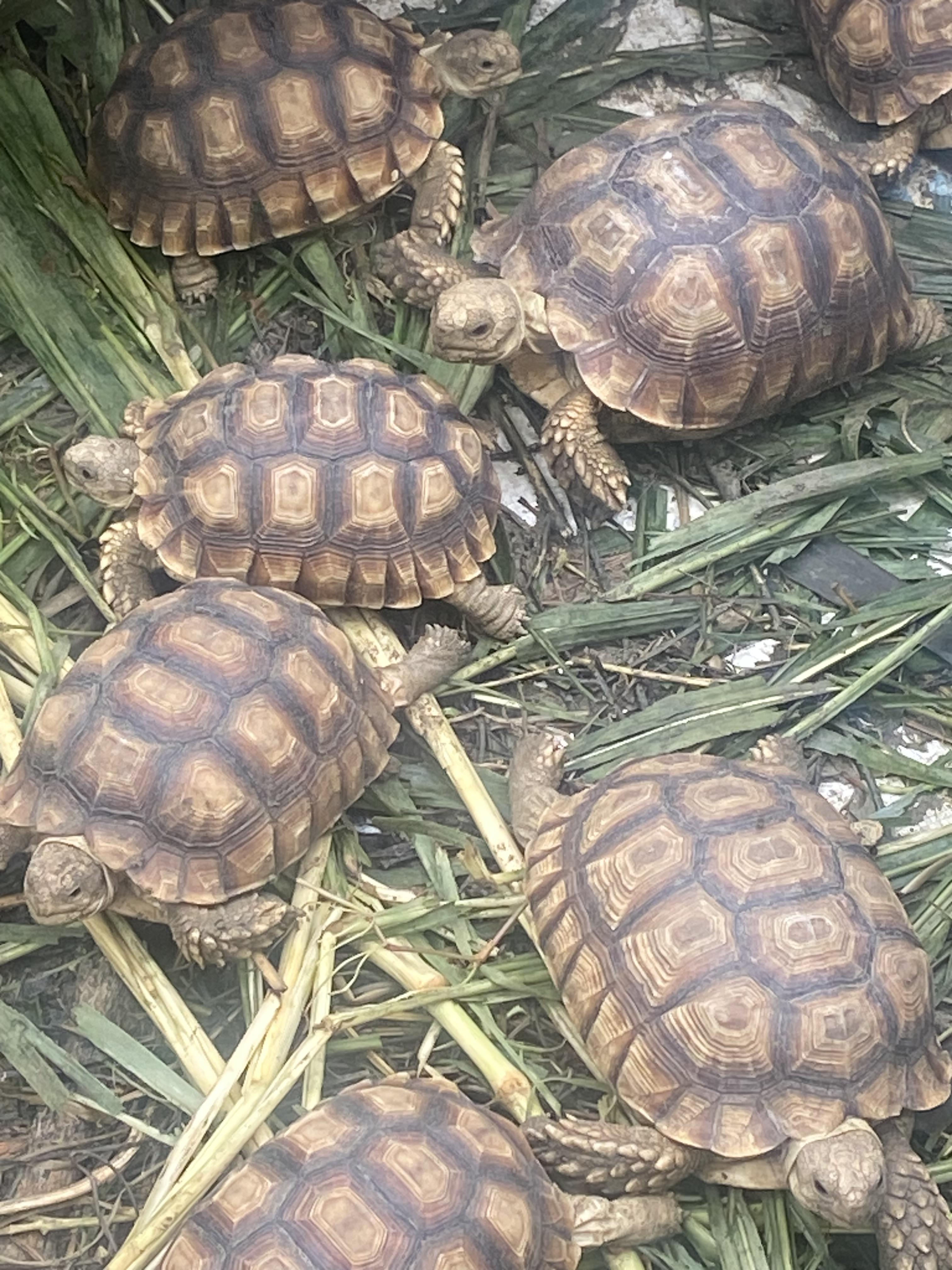 Tortugas Sulcatas  Gigantes una mascota de por vida  Foto 7272868-10.jpg
