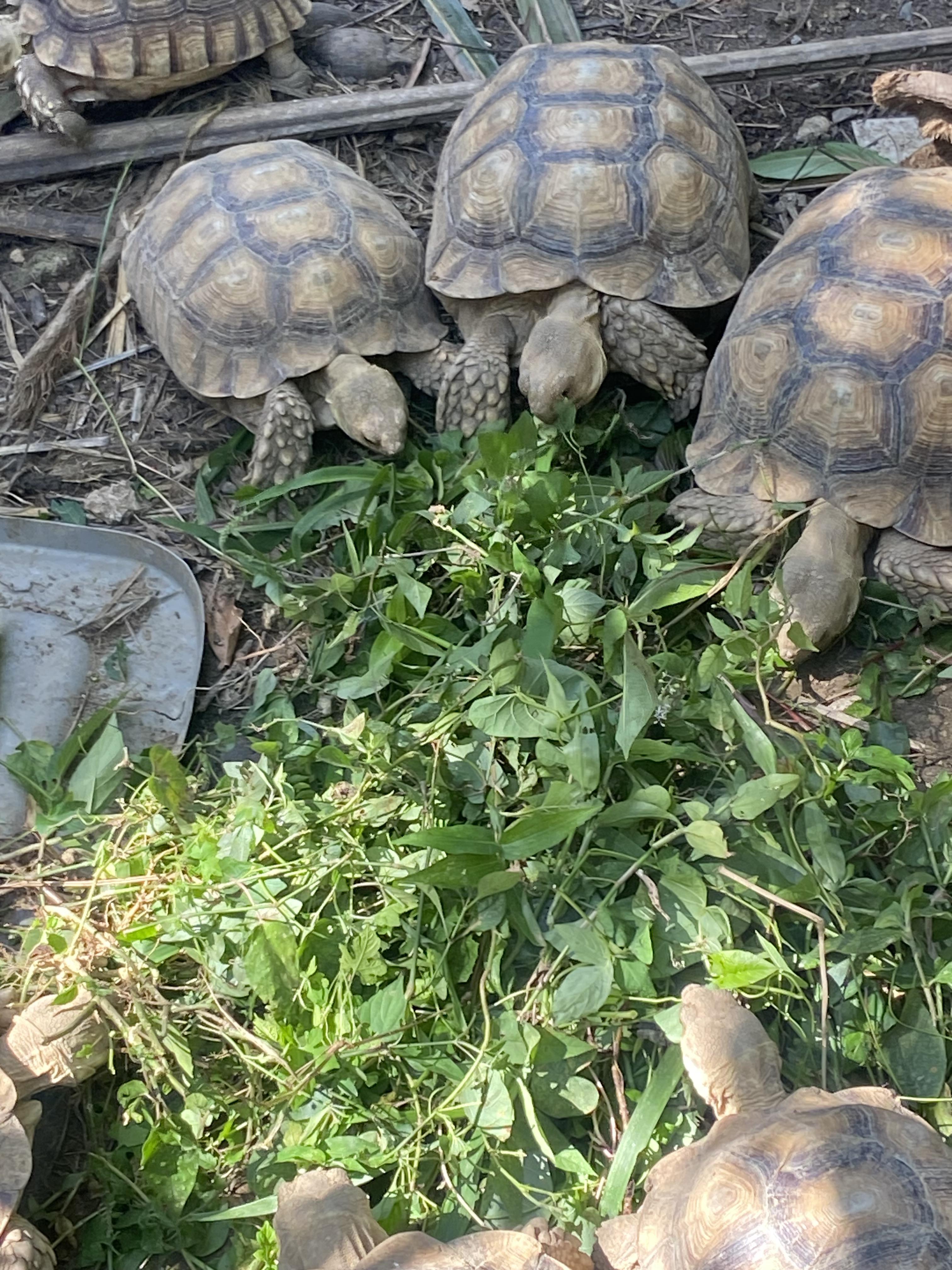 Tortugas Sulcatas  Gigantes una mascota de por vida  Foto 7272868-2.jpg