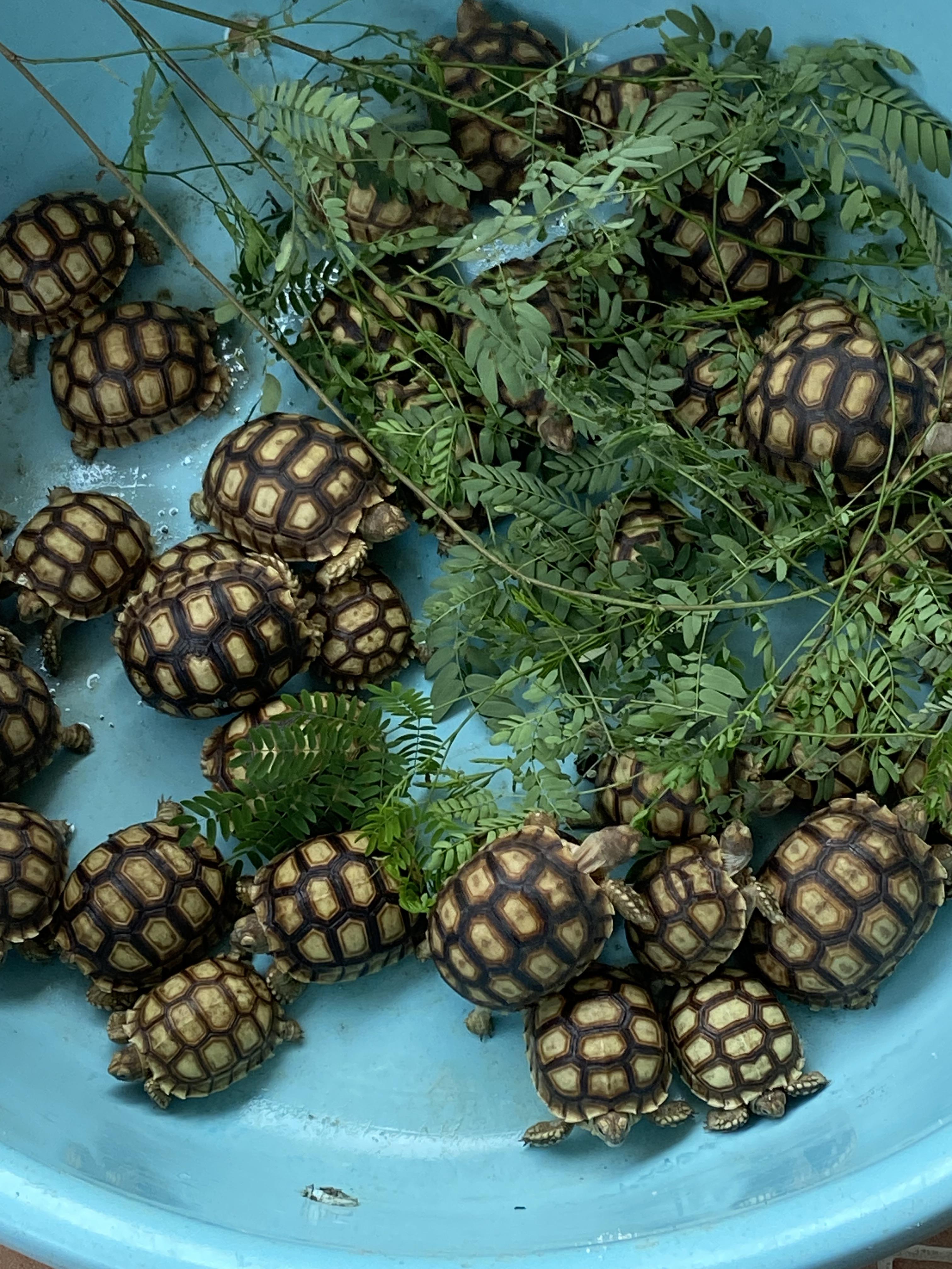 Tortugas Sulcatas  Gigantes una mascota de por vida  Foto 7272868-3.jpg