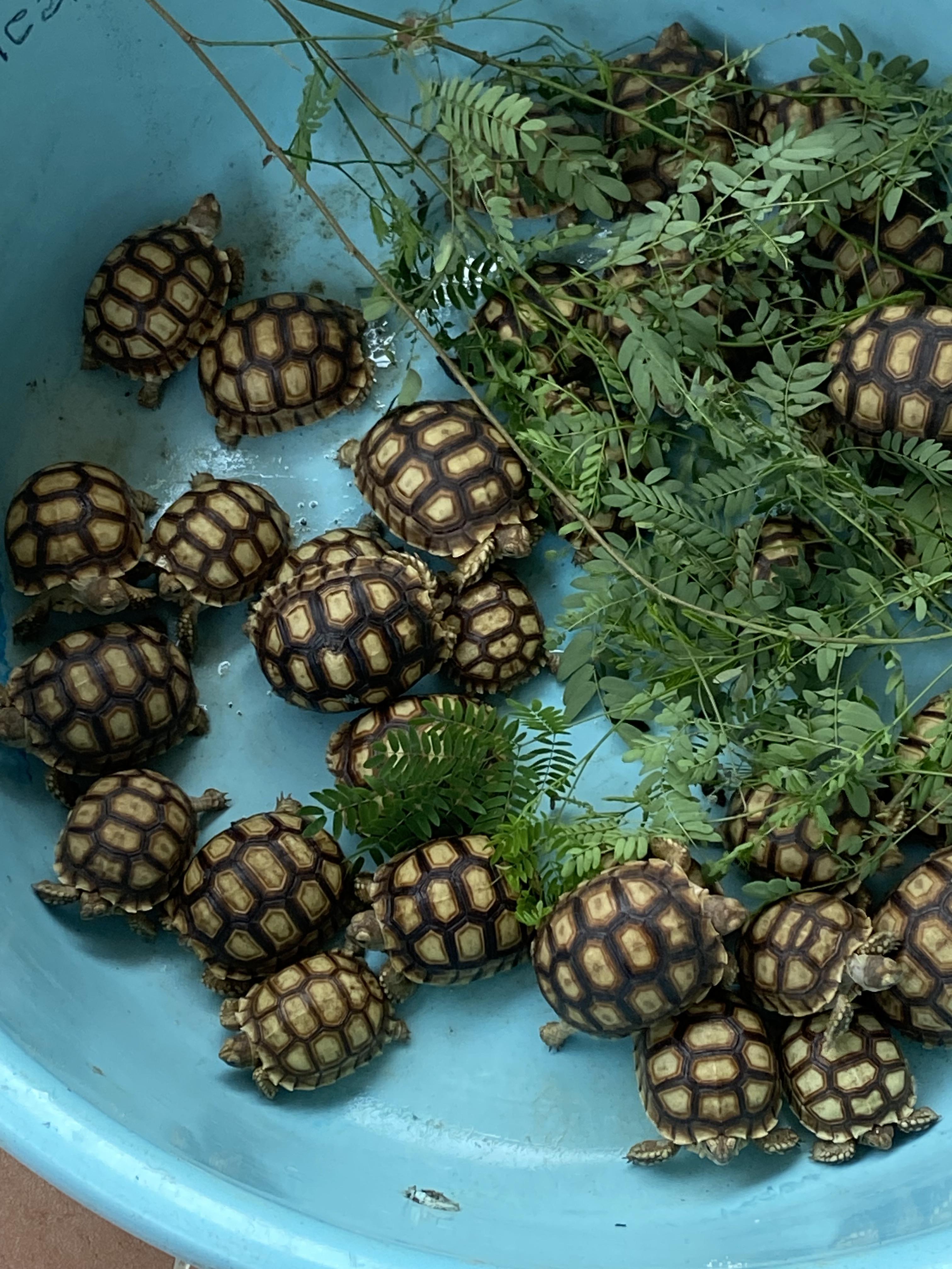Tortugas Sulcatas  Gigantes una mascota de por vida  Foto 7272868-4.jpg