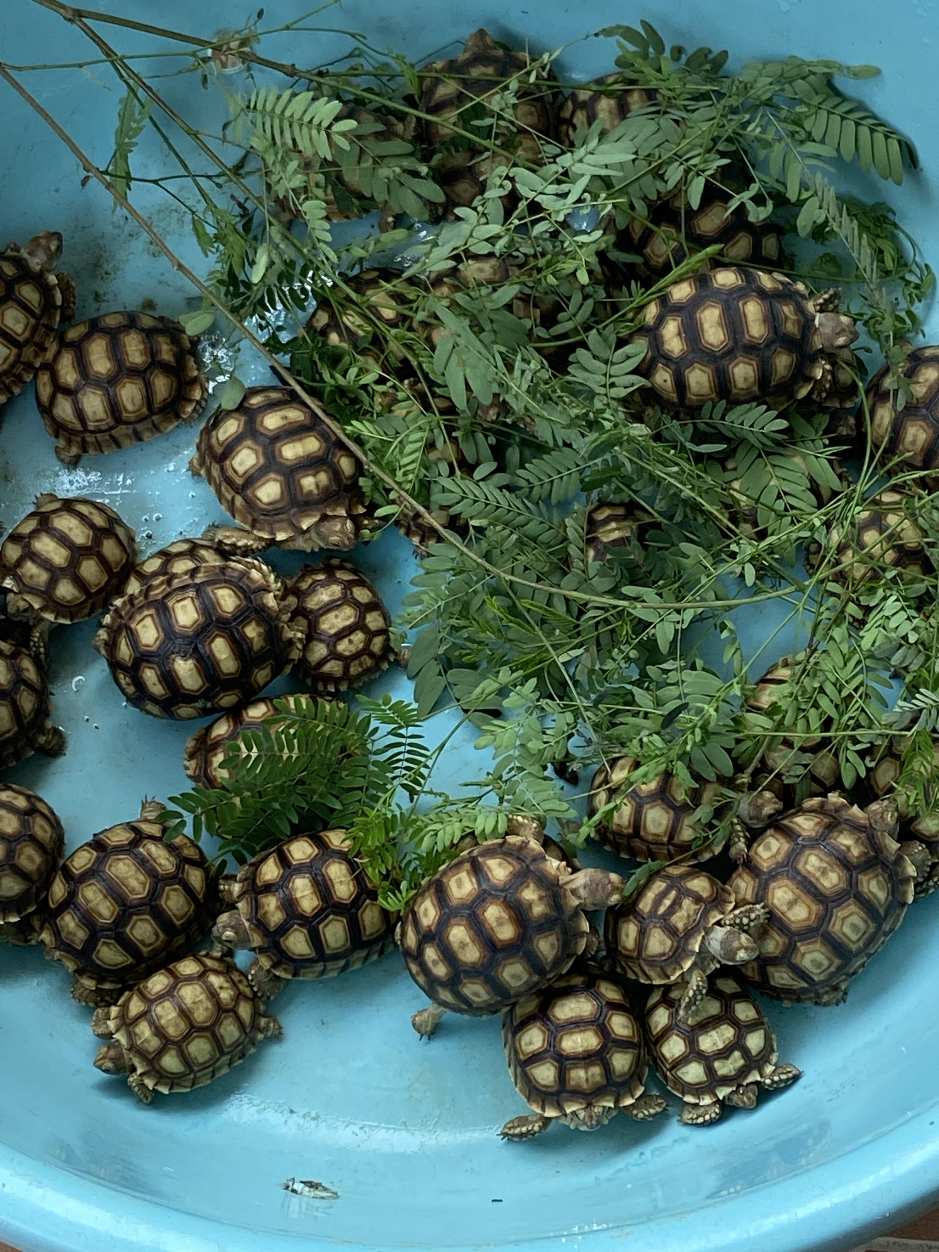 Tortugas Sulcatas  Gigantes una mascota de por vida  Foto 7272868-5.jpg