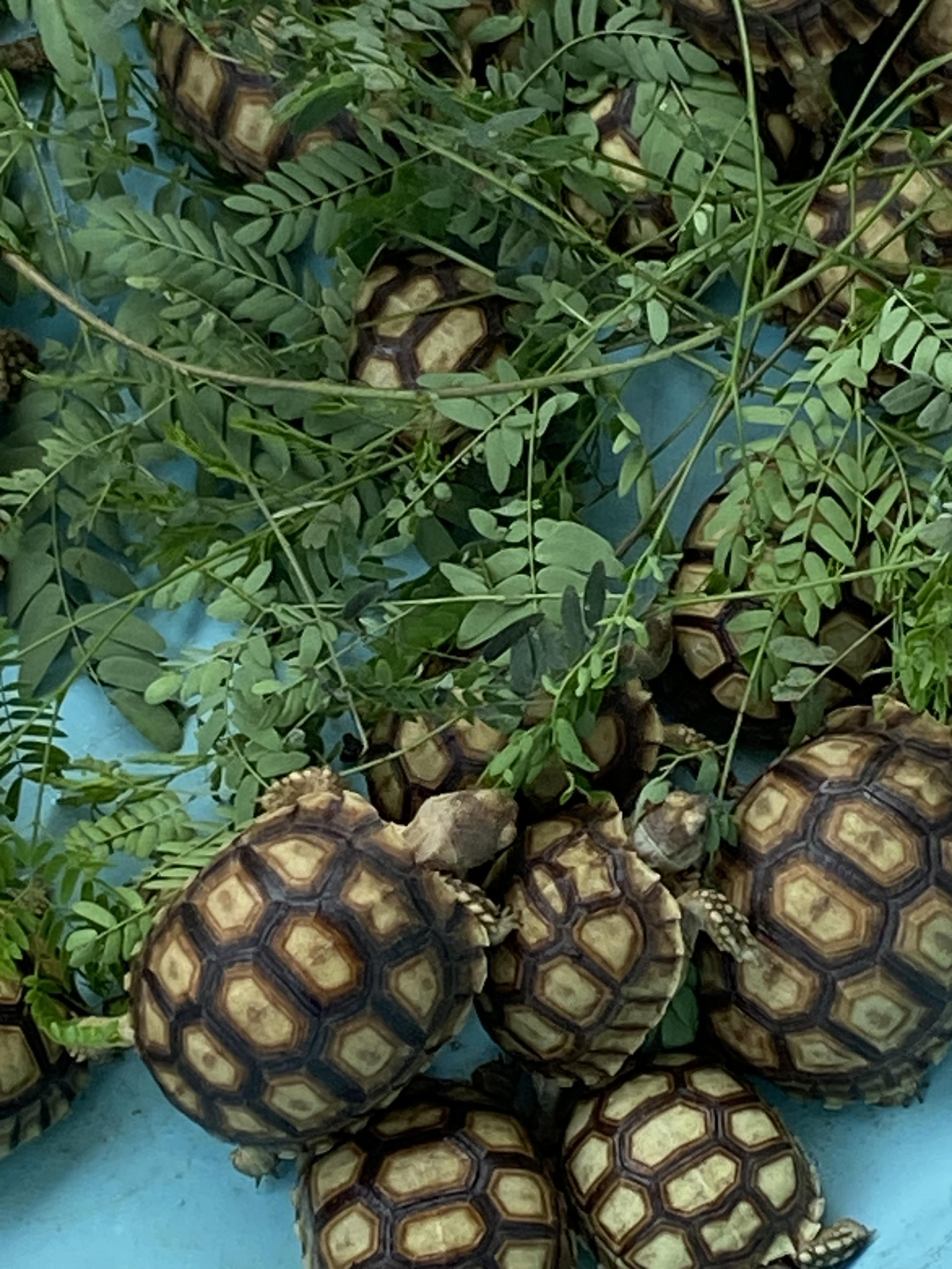 Tortugas Sulcatas  Gigantes una mascota de por vida  Foto 7272868-6.jpg