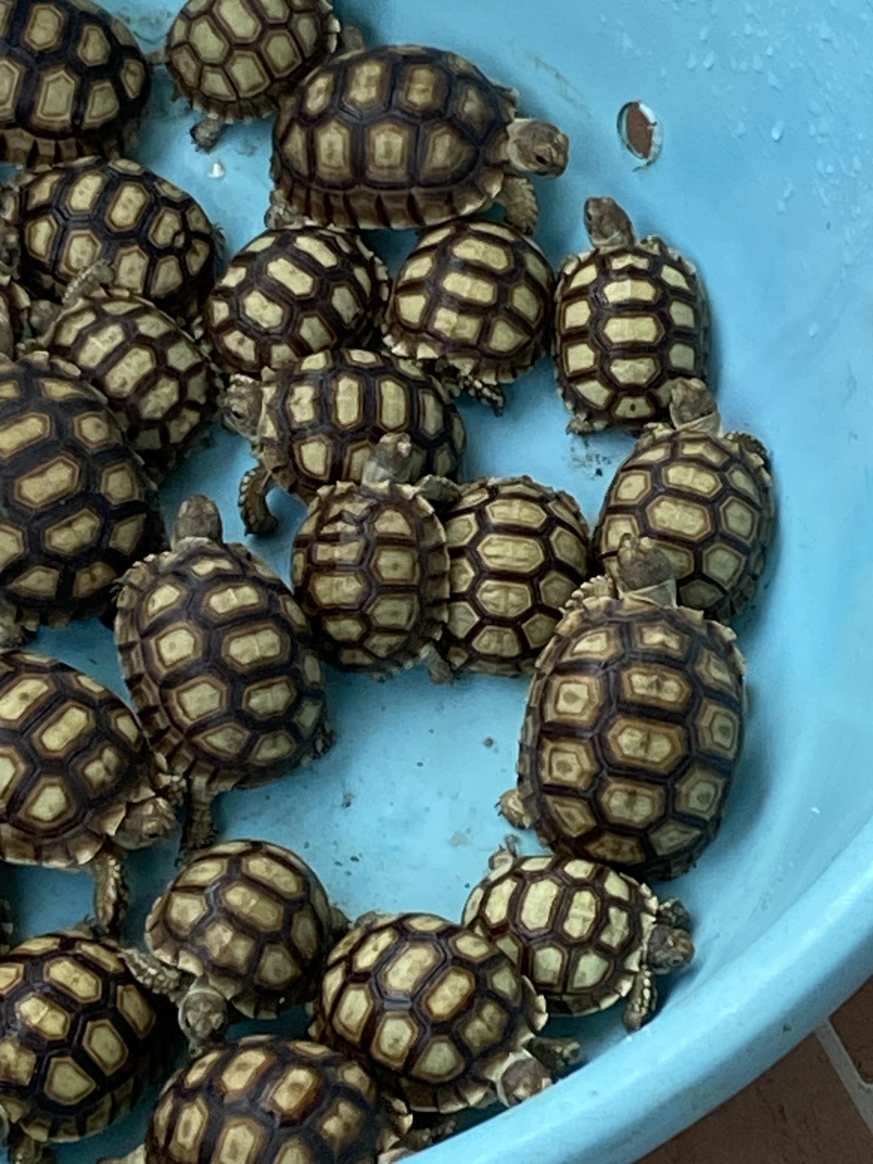 Tortugas Sulcatas  Gigantes una mascota de por vida  Foto 7272868-7.jpg
