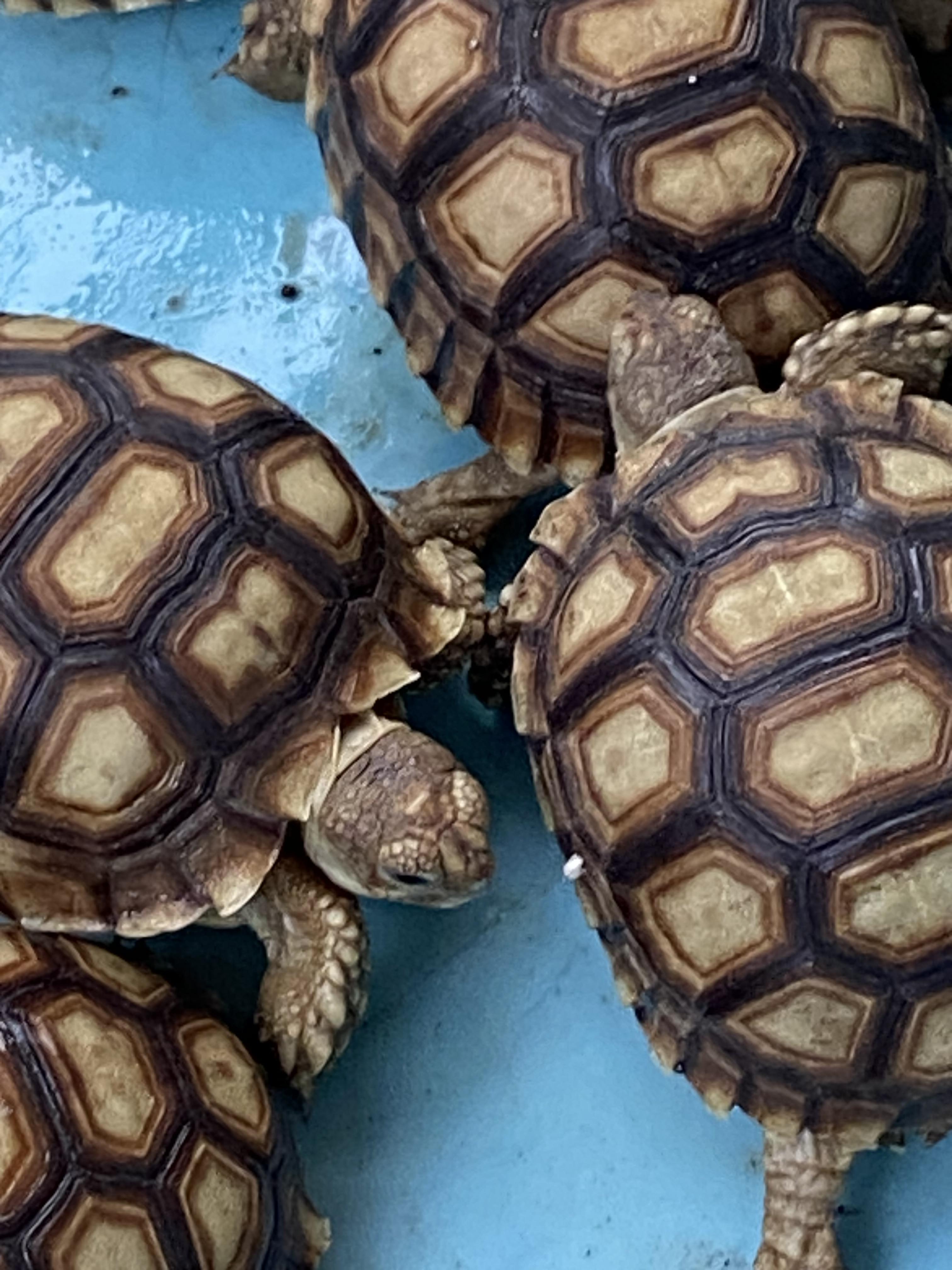 Tortugas Sulcatas  Gigantes una mascota de por vida  Foto 7272868-8.jpg