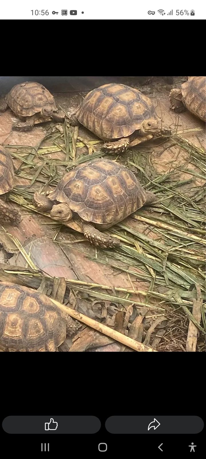 Tortugas Sulcatas  Gigantes una mascota de por vida  Foto 7272868-9.jpg