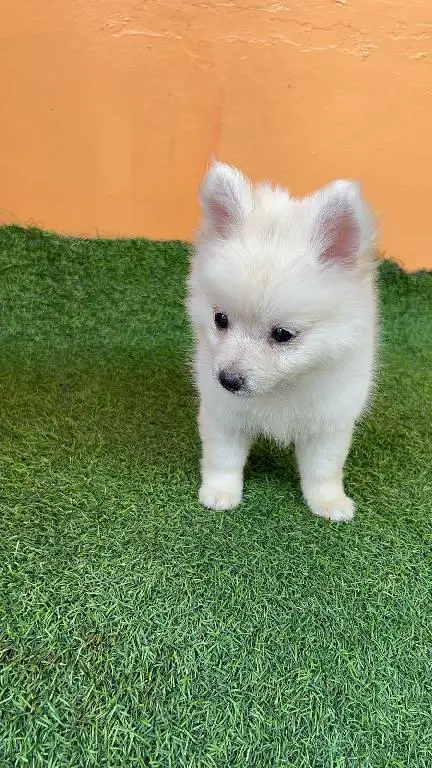 OFERTA CACHORRO MIX POMERANIA CON SHIH TZU MACHO EN SANTO DOMINGO CON  Foto 7273057-1.jpg