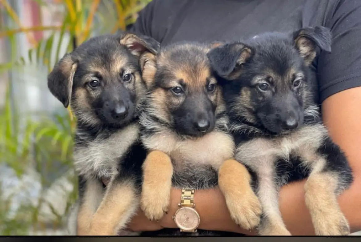 OFERTA CACHORRO PASTOR ALEMAN MACHO EN SANTO DOMINGO VACUNADO Foto 7273058-1.jpg
