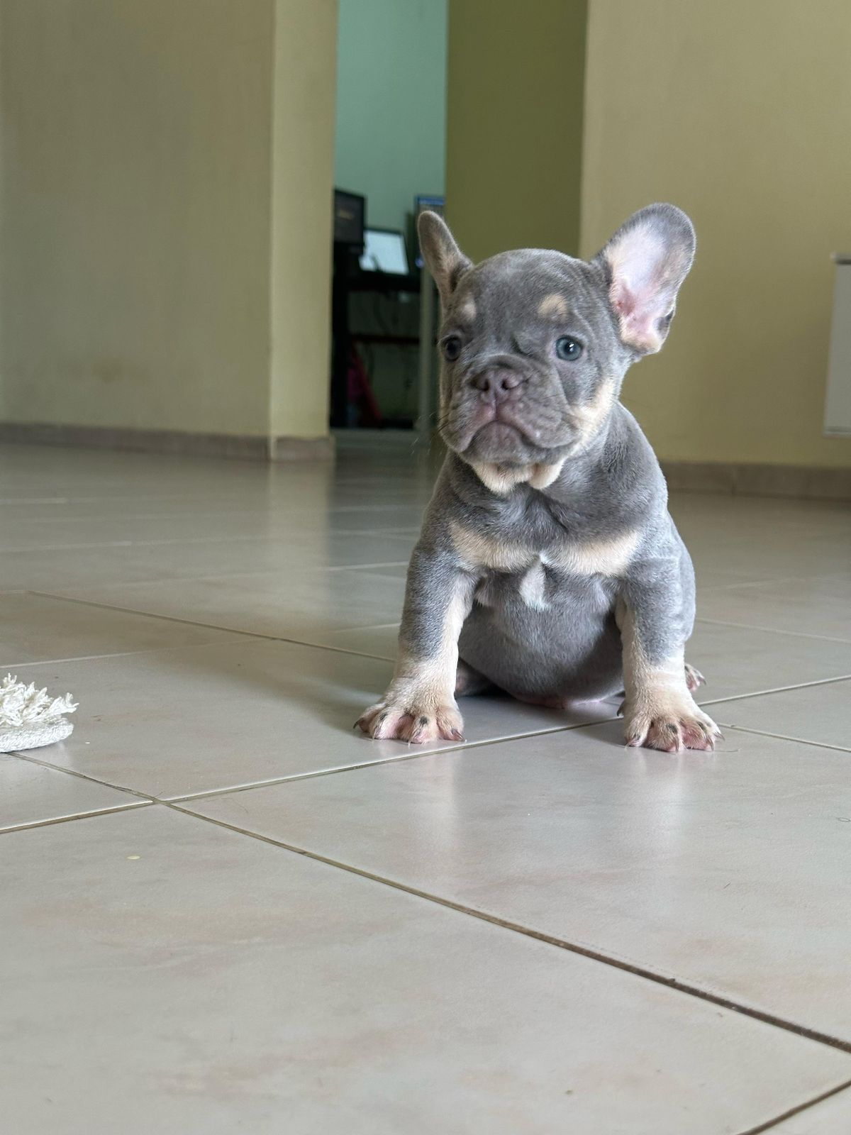 OFERTA CACHORRO BULLDOG FRANCES CON PEDIGRI LILAC AND BLUE AMBOS SEXOS Foto 7273064-2.jpg