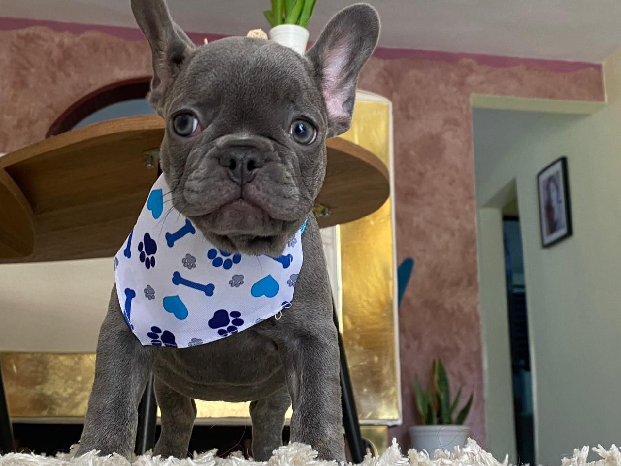 OFERTA CACHORRO BULLDOG FRANCES CON PEDIGRI LILAC AND BLUE AMBOS SEXOS Foto 7273064-3.jpg
