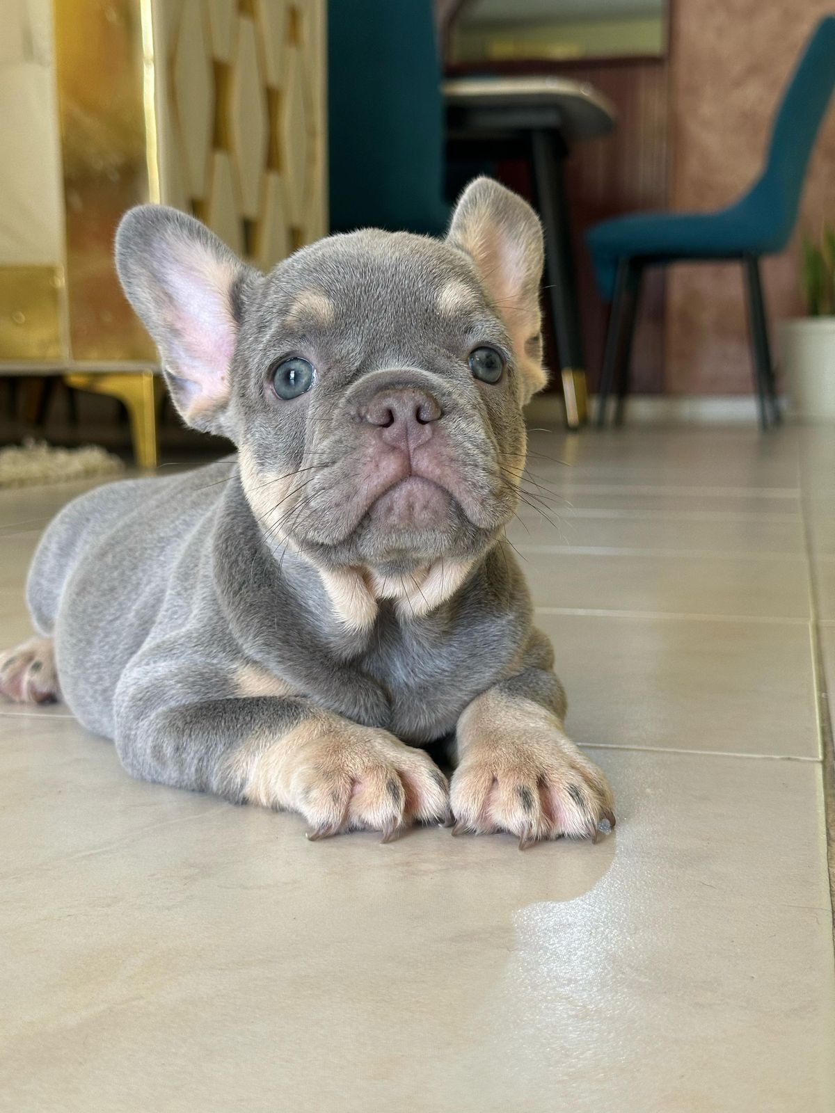 OFERTA CACHORRO BULLDOG FRANCES CON PEDIGRI LILAC AND BLUE AMBOS SEXOS Foto 7273064-5.jpg