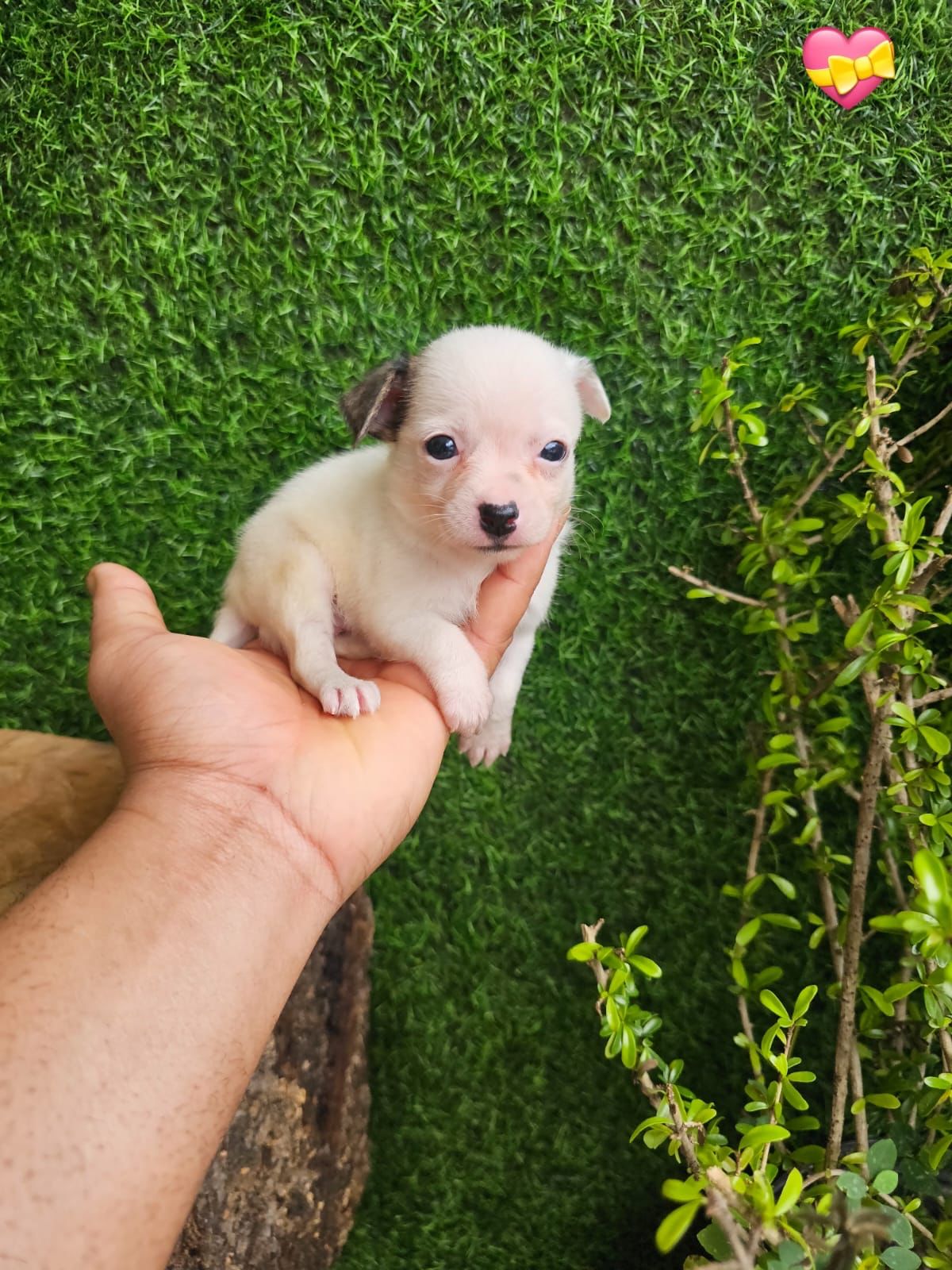OFERTA CACHORRO CHIHUAHUA 1 AMBOS SEXO EN SANTO DOMINGO CON SU VACUNA  Foto 7273255-2.jpg